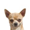 flat750x075f pad750x1000f8f8f8 10 - Chihuahua Shop