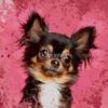 flat750x075f pad750x1000f8f8f8 5 - Chihuahua Shop