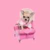 flat750x075f pad750x750f8f8f8 2 - Chihuahua Shop
