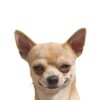 flat750x075f pad750x750f8f8f8 4 - Chihuahua Shop